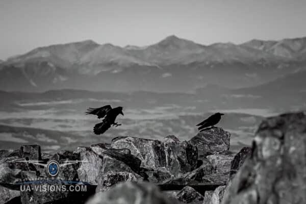 Two birds perched on top of a ridgeline over looking a distant Colorado mountain range.