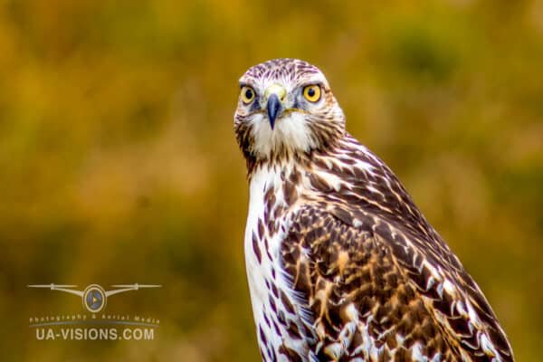 Bird of prey portrait. Macro view of a adult Red Tail Hawk head