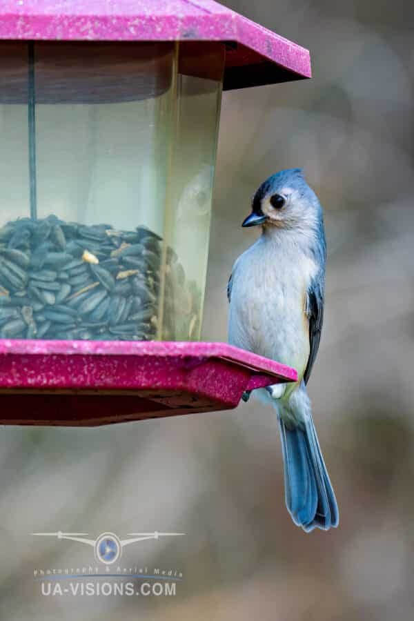 Tufted Titmouse Coming in for a Landing to Grab a Bite to Eat from the Bird Feeder