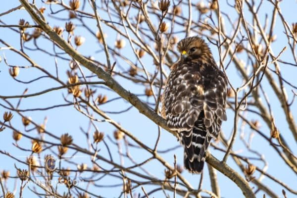 A Redtailed Hawk perched high in a tree searching the n earby area for his next snack.