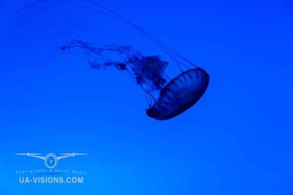 Solitary blue jellyfish in the deep ocean.