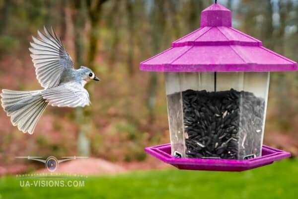 Tufted Titmouse Coming in for a Landing to Grab a Bite to Eat from the Bird Feeder