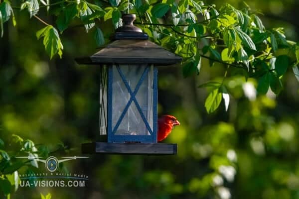 The Northern Cardinal on a Bird Feeder Hanging in a Tree