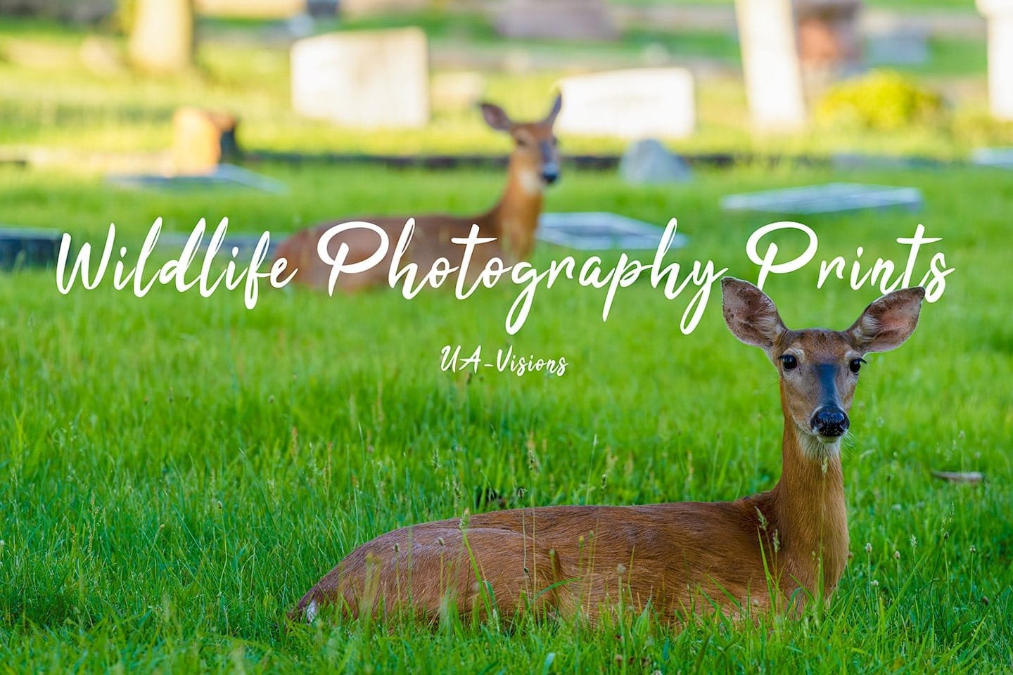 Wildlife Photography Prints | UA-Visions